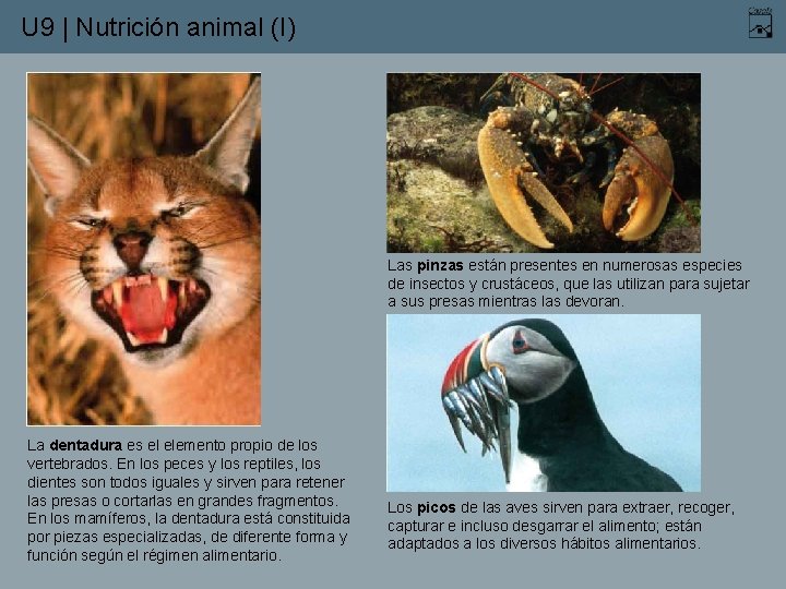 U 9 | Nutrición animal (I) Las pinzas están presentes en numerosas especies de