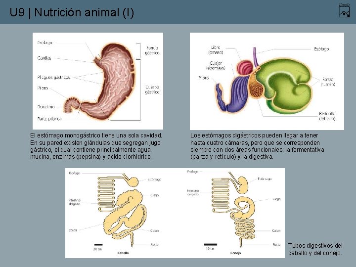 U 9 | Nutrición animal (I) El estómago monogástrico tiene una sola cavidad. En