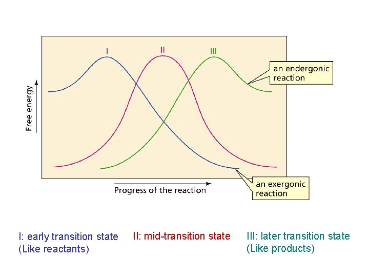 I: early transition state (Like reactants) II: mid-transition state III: later transition state (Like