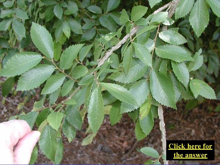 Click here for the answer 