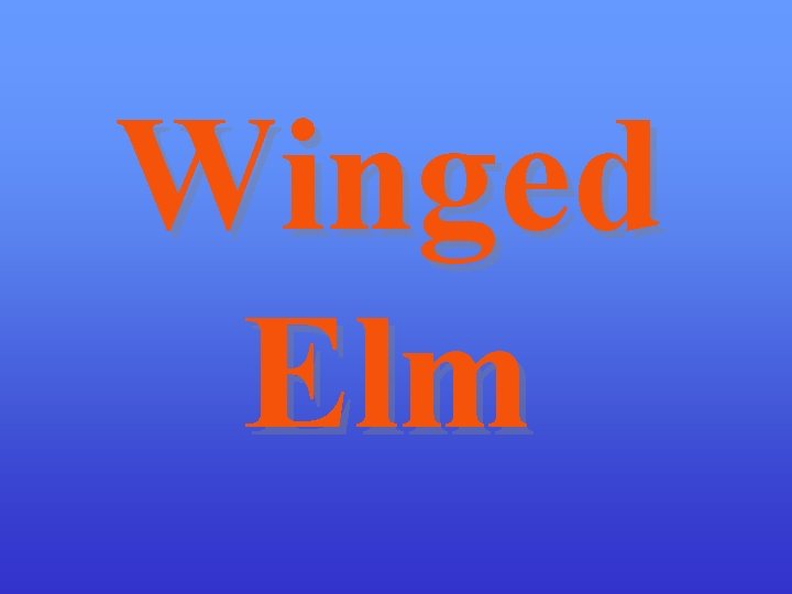 Winged Elm 