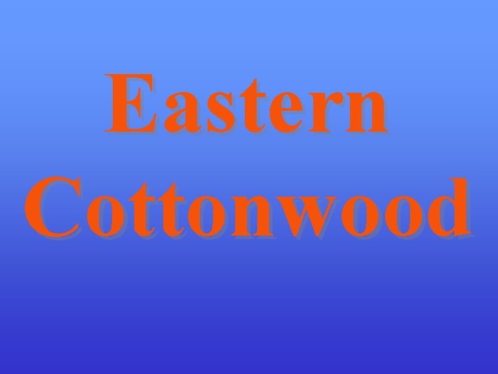 Eastern Cottonwood 