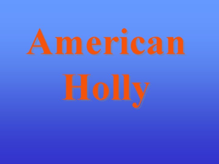 American Holly 