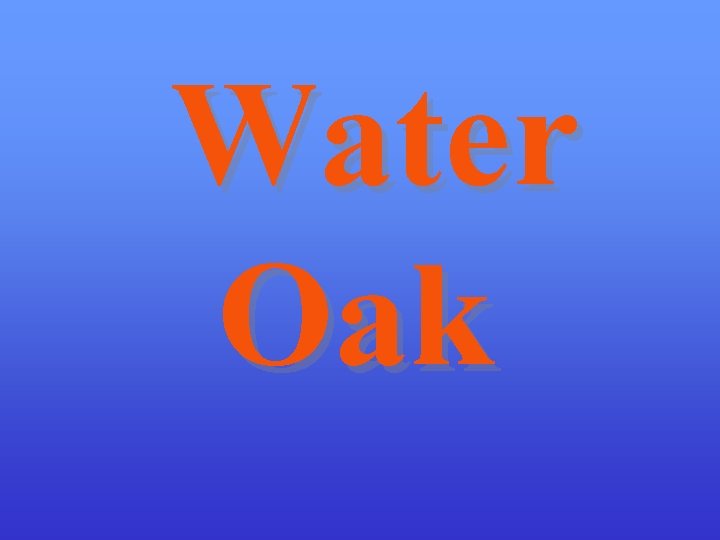 Water Oak 