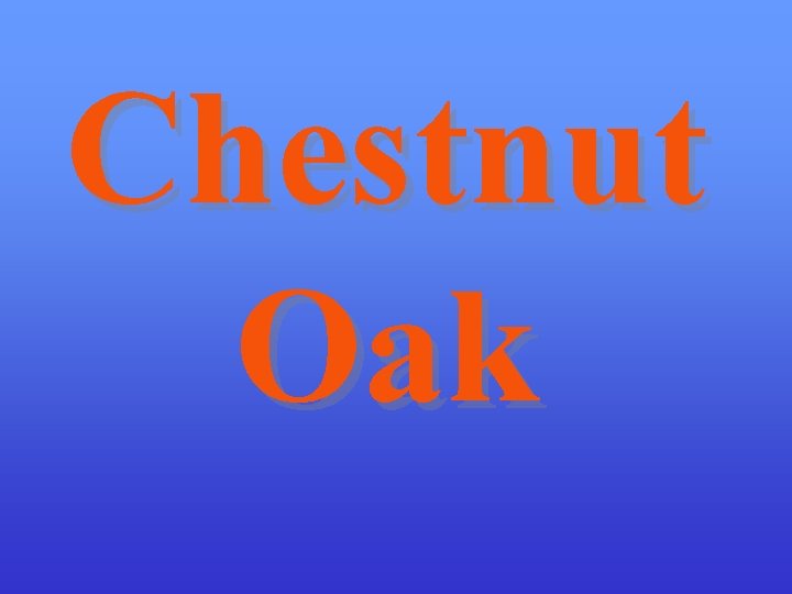 Chestnut Oak 