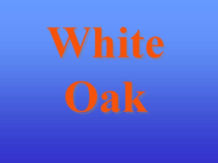 White Oak 