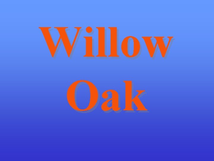 Willow Oak 