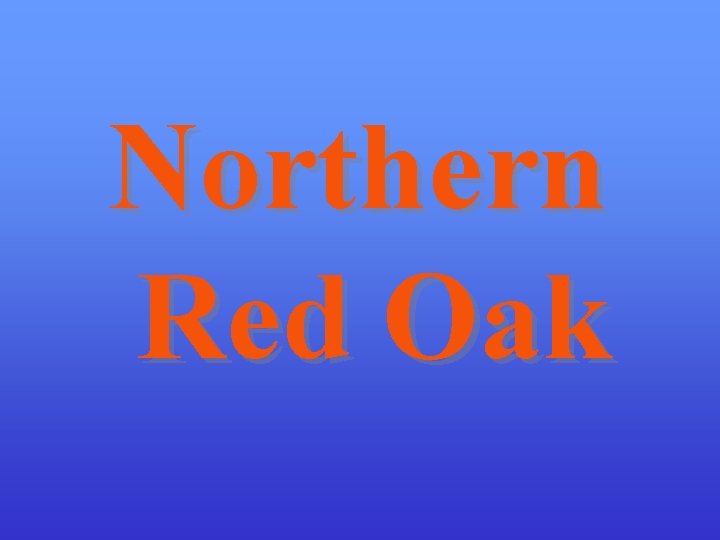 Northern Red Oak 