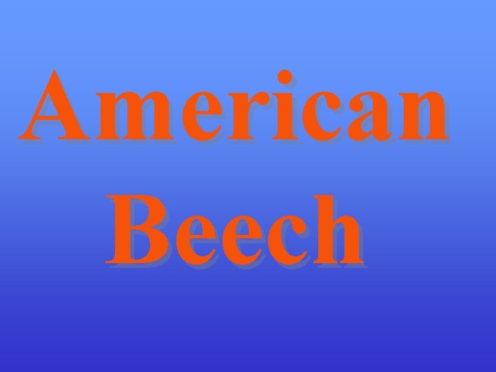 American Beech 
