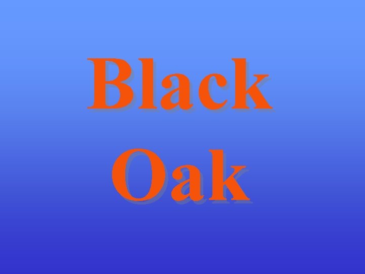 Black Oak 
