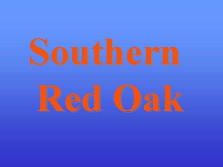 Southern Red Oak 