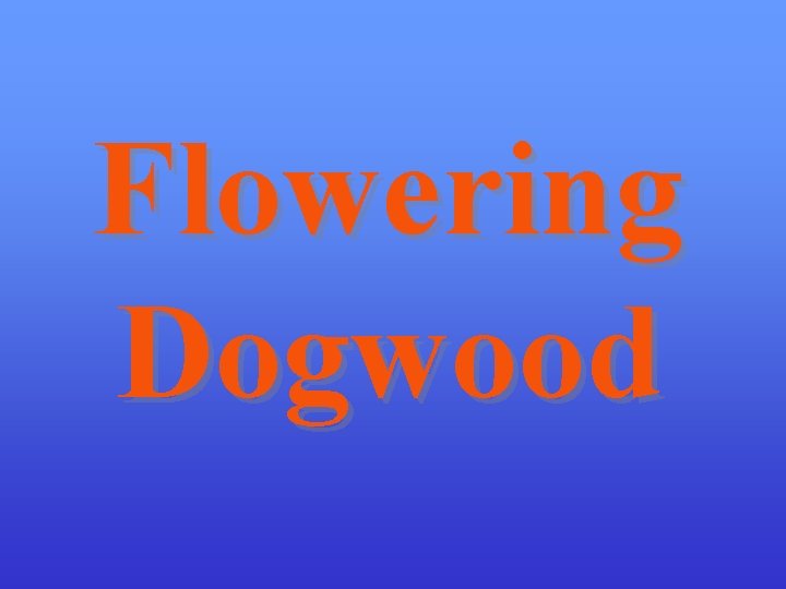 Flowering Dogwood 