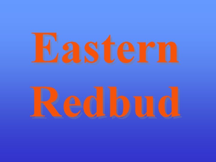Eastern Redbud 