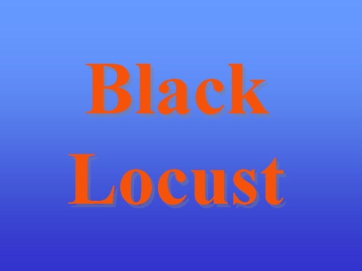 Black Locust 