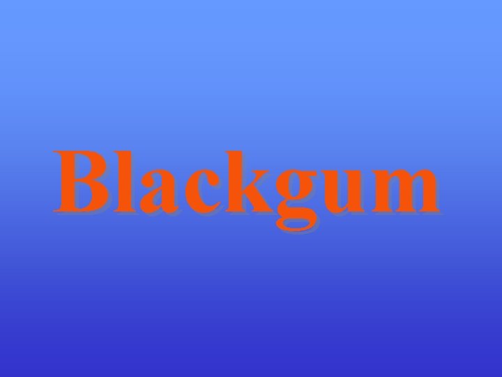 Blackgum 