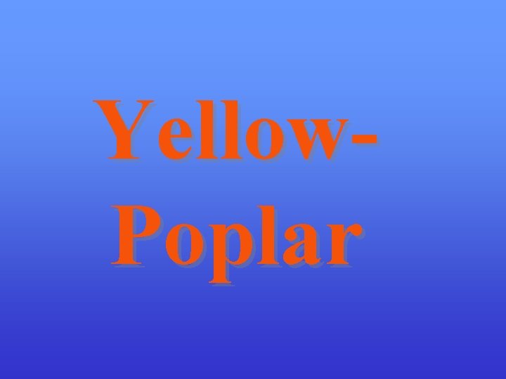 Yellow. Poplar 