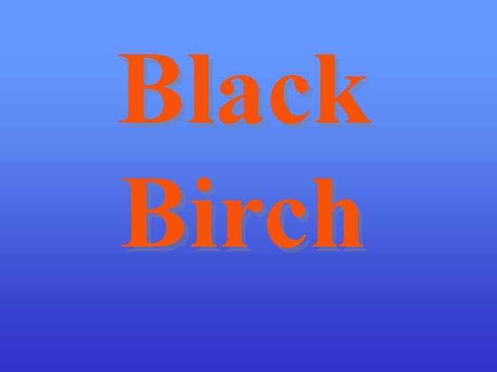 Black Birch 