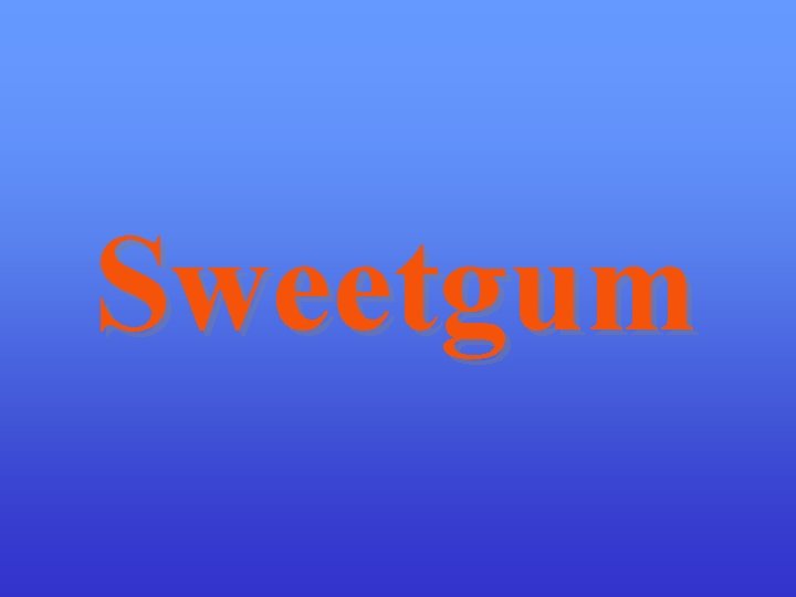 Sweetgum 