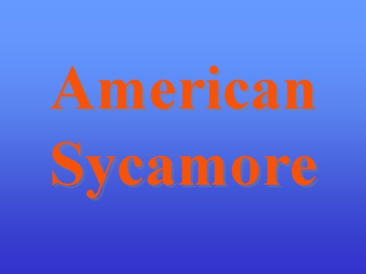American Sycamore 