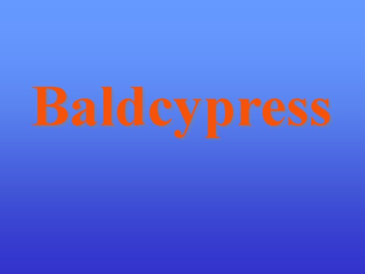 Baldcypress 
