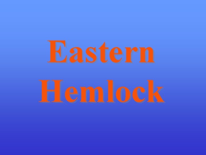 Eastern Hemlock 