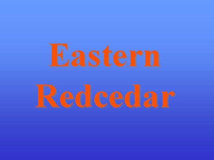 Eastern Redcedar 