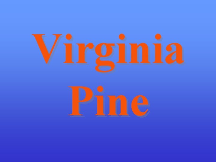 Virginia Pine 