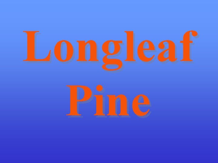 Longleaf Pine 