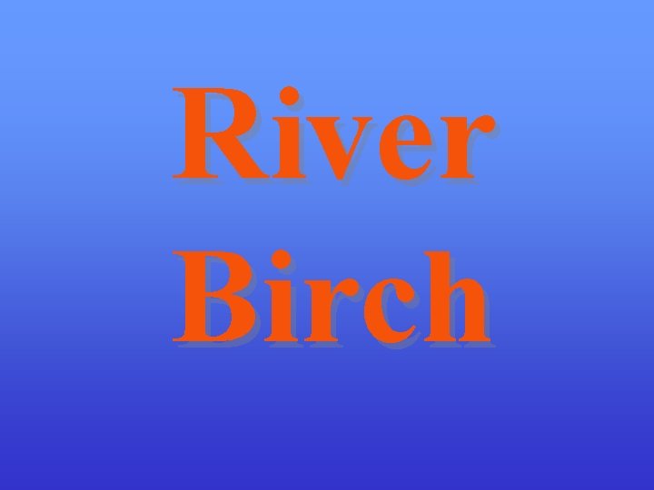 River Birch 