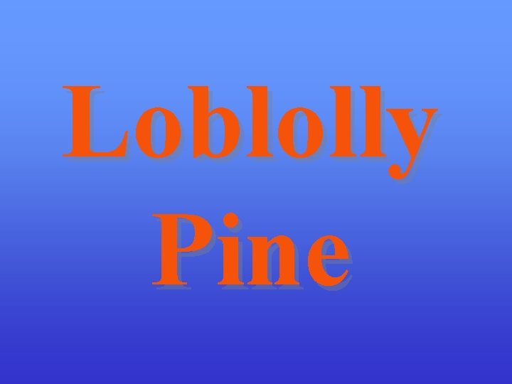 Loblolly Pine 