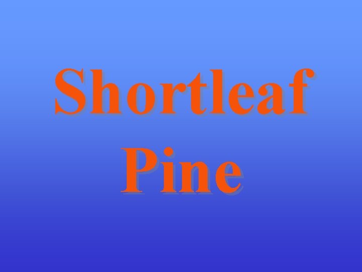 Shortleaf Pine 