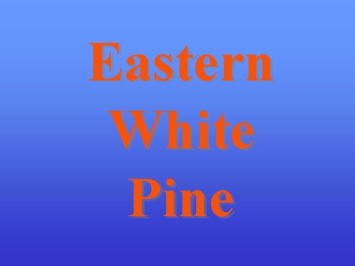 Eastern White Pine 