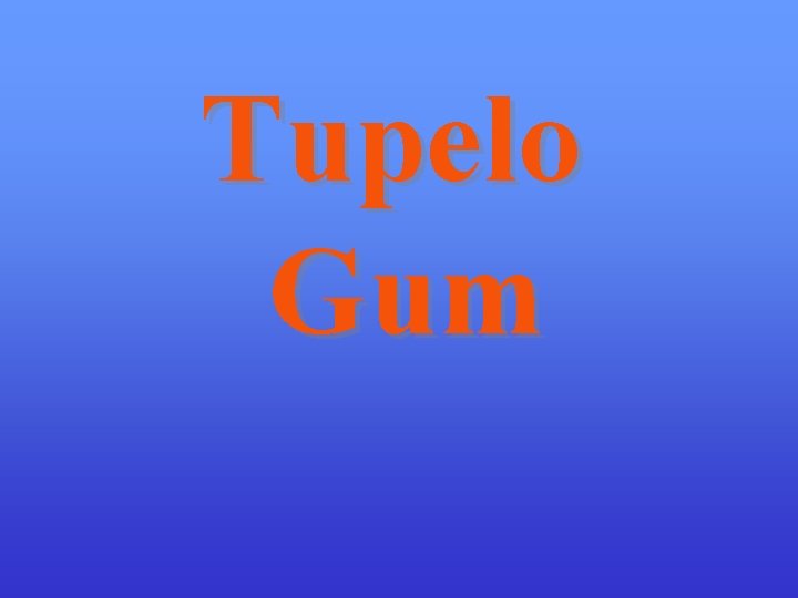 Tupelo Gum 