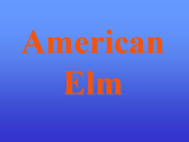 American Elm 