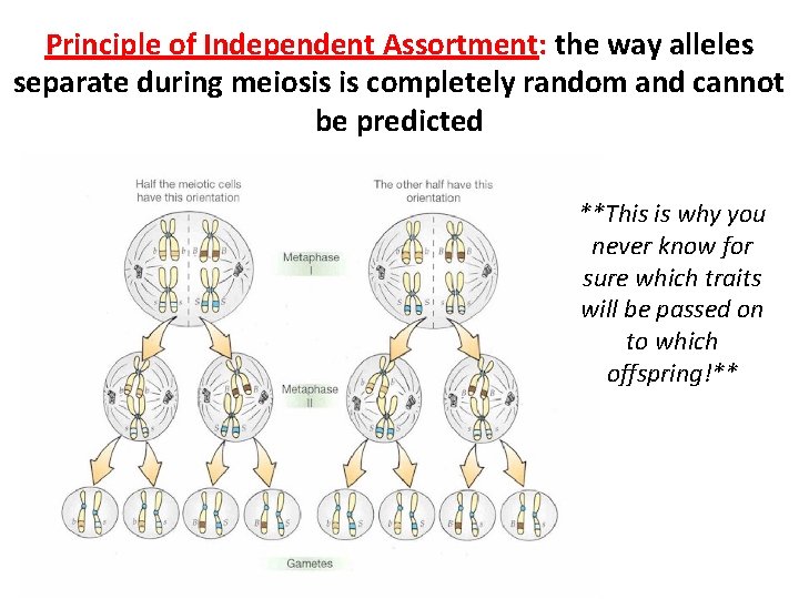 Principle of Independent Assortment: the way alleles separate during meiosis is completely random and