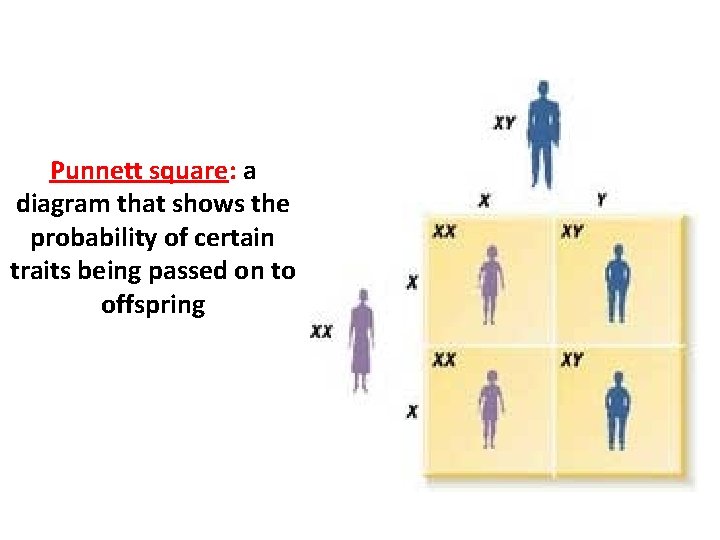 Punnett square: a diagram that shows the probability of certain traits being passed on