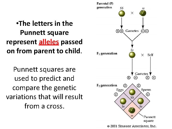  • The letters in the Punnett square represent alleles passed on from parent