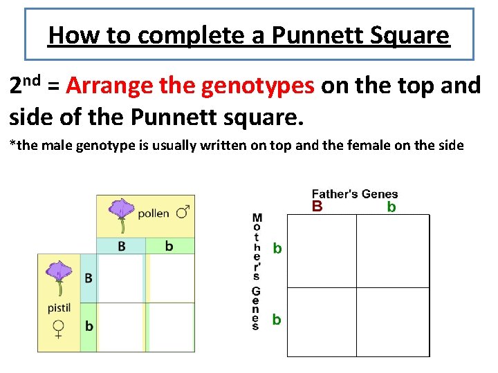 How to complete a Punnett Square 2 nd = Arrange the genotypes on the