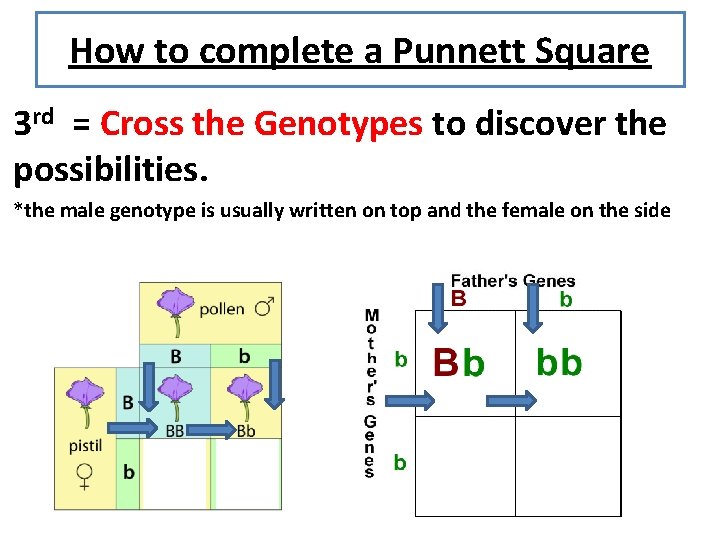 How to complete a Punnett Square 3 rd = Cross the Genotypes to discover