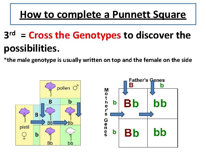 How to complete a Punnett Square 3 rd = Cross the Genotypes to discover