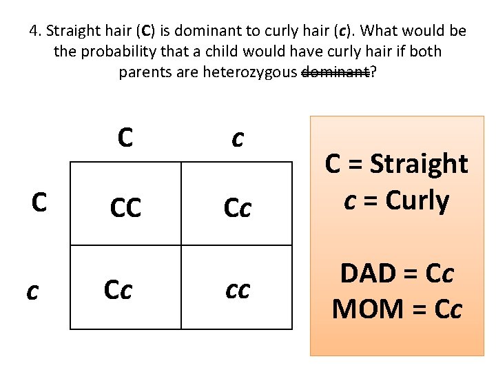 4. Straight hair (C) is dominant to curly hair (c). What would be the