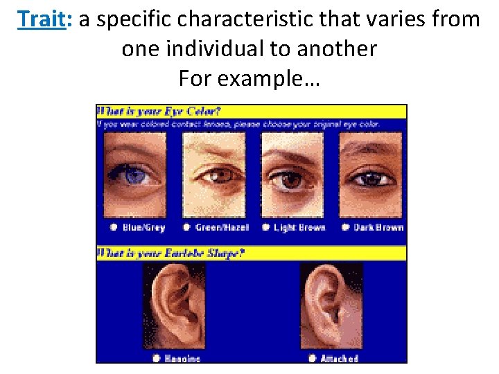 Trait: a specific characteristic that varies from one individual to another For example… 