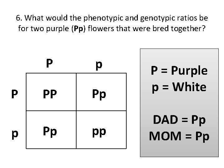 6. What would the phenotypic and genotypic ratios be for two purple (Pp) flowers
