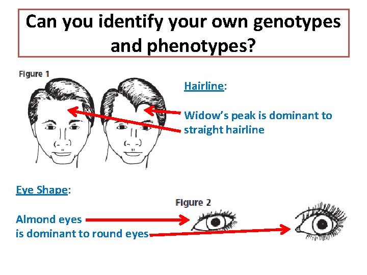 Can you identify your own genotypes and phenotypes? Hairline: Widow’s peak is dominant to