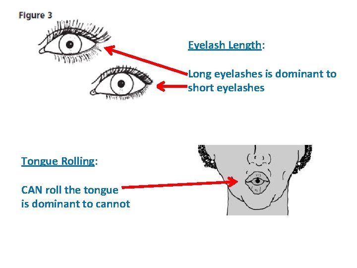 Eyelash Length: Long eyelashes is dominant to short eyelashes Tongue Rolling: CAN roll the