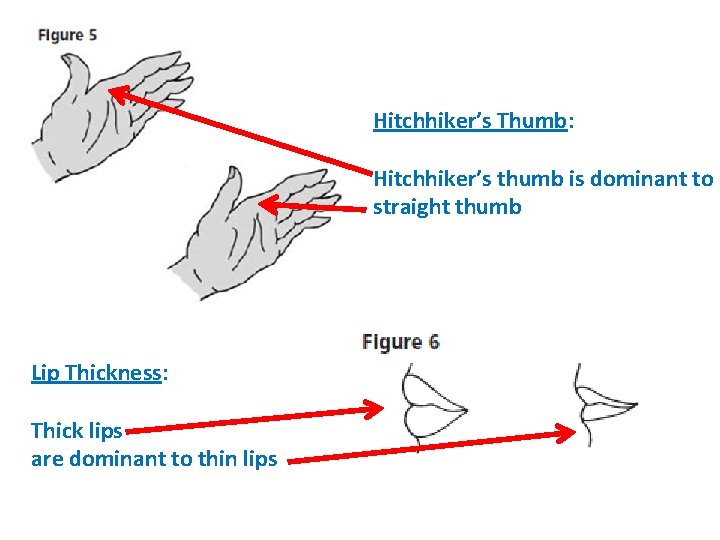 Hitchhiker’s Thumb: Hitchhiker’s thumb is dominant to straight thumb Lip Thickness: Thick lips are