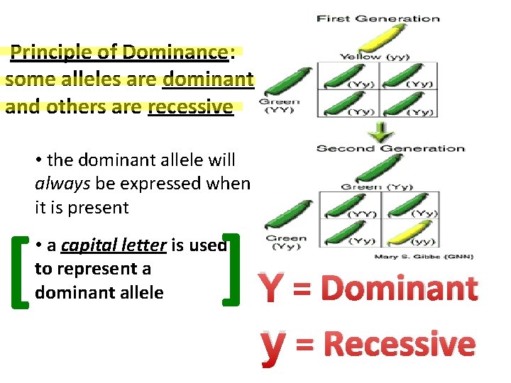 Principle of Dominance: some alleles are dominant and others are recessive [ [ •