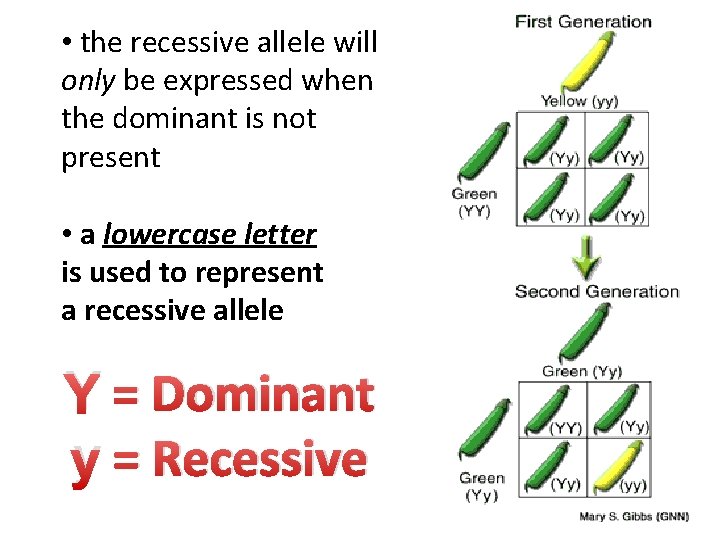  • the recessive allele will only be expressed when the dominant is not
