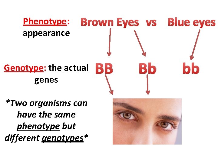 Phenotype: appearance Brown Eyes vs Blue eyes Genotype: the actual genes *Two organisms can