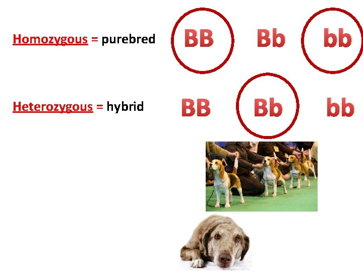 Homozygous = purebred BB Bb bb Heterozygous = hybrid BB Bb bb 